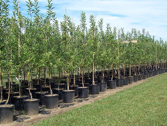 Excellence at Our Tree Nursery in Land O Lake