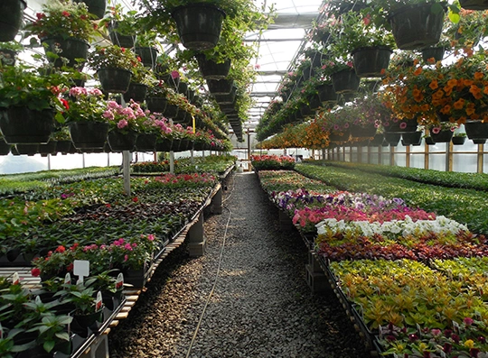 Nursery Plant Service