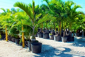 Nursery Plants and trees