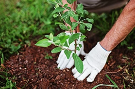 Plant installation