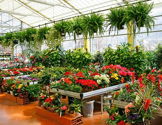 Nursery Plant Service