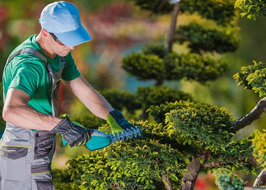 Tree Care Services Spring Hill