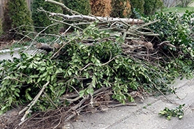 Tree Debris Removal