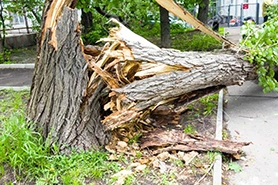 Tree Debris Removal