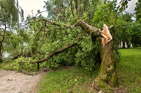 Tree Debris Removal