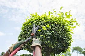 Tree Trimming